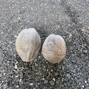 Rare Costa Rican Certified Dwarf Green Malayan Coconut SeedsWildflower