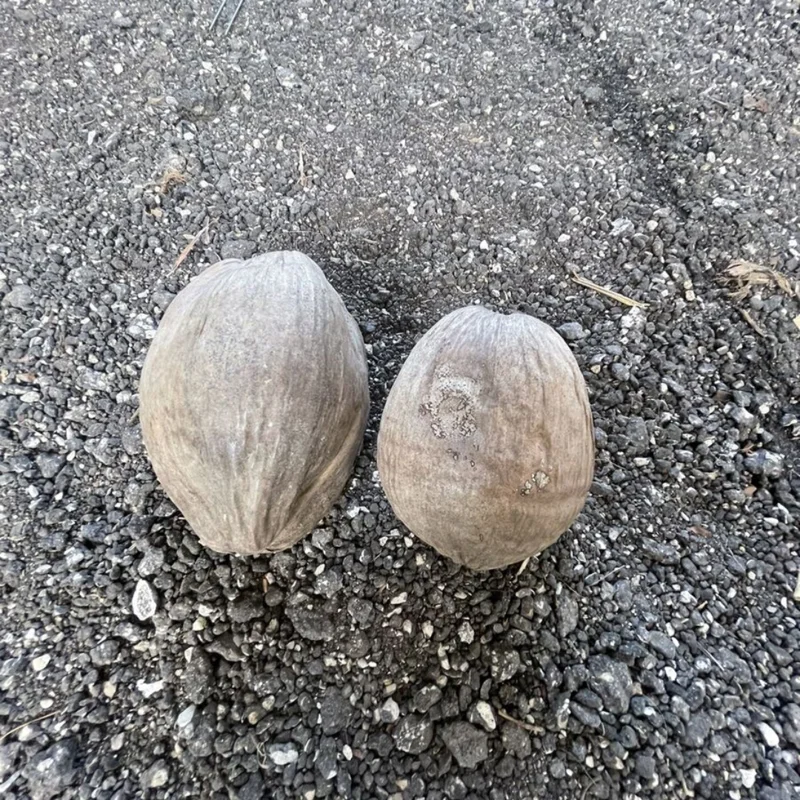 Rare Costa Rican Certified Dwarf Green Malayan Coconut SeedsWildflower