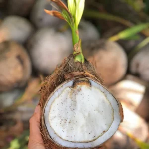 Sprouted Coconut Fruit 2 Per OrderWildflower