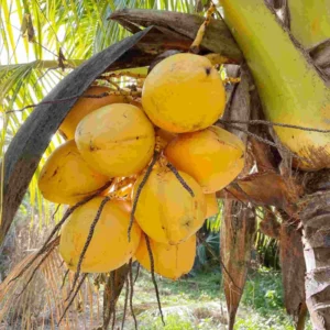 Very Rare Costa Rican Certified Dwarf Yellow Malayan Coconut Freshly Sprouted