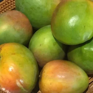 Grafted Lil Gem Mango, 3 Gallon Pot