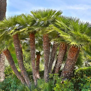 Mediterranean Fan European Palm Tree, Chamaerops Humilis Oversized 1 Gallon Pot