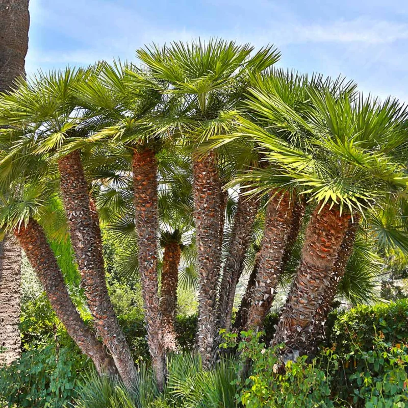 Mediterranean Fan European Palm Tree, Chamaerops Humilis Oversized 1 Gallon Pot