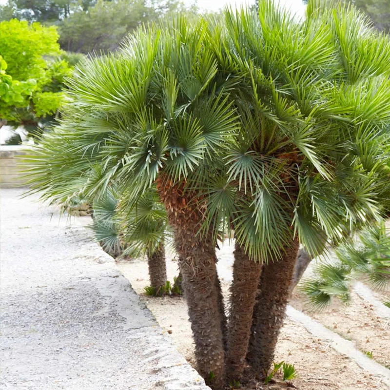 Mediterranean Fan European Palm Tree, Chamaerops Humilis Oversized 1 Gallon Pot
