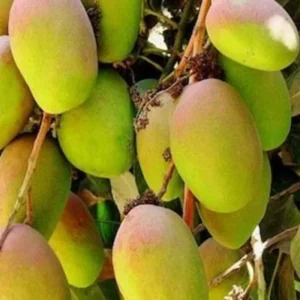 Grafted Lil Gem Mango, 3 Gallon Pot