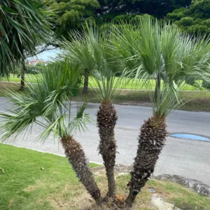 Mediterranean Fan European Palm Tree, Chamaerops Humilis Oversized 1 Gallon Pot