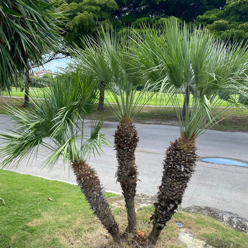 Mediterranean Fan European Palm Tree, Chamaerops Humilis Oversized 1 Gallon Pot