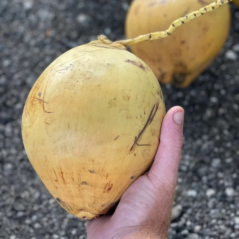 Very Rare Costa Rican Certified Dwarf Yellow Malayan Coconut Seeds