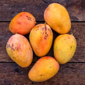 Grafted Pineapple Pleasure Mango, 3 Gallon Pot