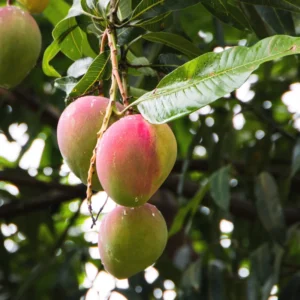 Grafted Pineapple Pleasure Mango, 3 Gallon Pot