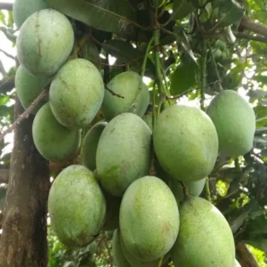 Grafted Ice Cream Mango, 3 Gallon Pot