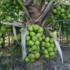 Rare Dwarf Green Malayan Costa Rican Certified Coconuts