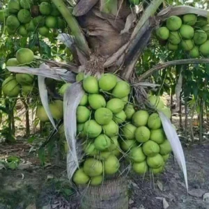 Rare Dwarf Green Malayan Costa Rican Certified Coconuts