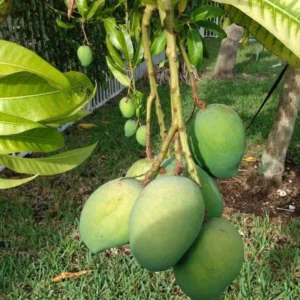 Grafted Bombay Mango, 3 Gallon Pot