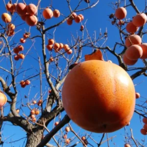 American Persimmon Tree, Potted, Diospyros virginiana American, Persimmons Fruit Trees Live Plants, Hardy Fruit Tree for Zones 4-9