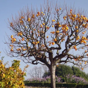 American Persimmon Tree, Potted, Diospyros virginiana American, Persimmons Fruit Trees Live Plants, Hardy Fruit Tree for Zones 4-9