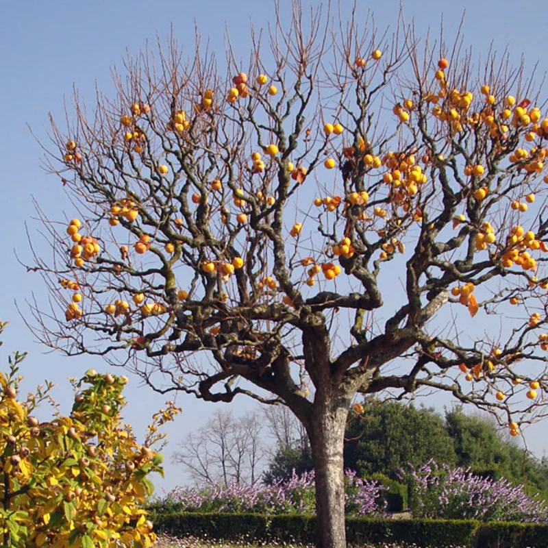American Persimmon Tree, Potted, Diospyros virginiana American, Persimmons Fruit Trees Live Plants, Hardy Fruit Tree for Zones 4-9