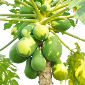 Papaya Tree Live Plant - 4 Inch Pot - Live Papaya Tree Seedling - Papaya Plant Live, Perennial Fruit Tree