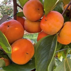 American Persimmon Tree for Planting Outdoors, Diospyros virginiana American, Hardy Fruit Tree for Zones 4-9