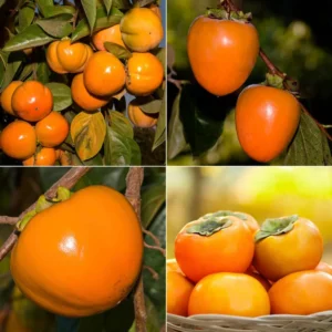 American Persimmon Tree for Planting Outdoors, Diospyros virginiana American, Hardy Fruit Tree for Zones 4-9