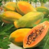 Live Papaya Tree - Live Papaya Tree Seedling - 10 Inch Tall - Papaya Fruit Tree for Outdoor Planting