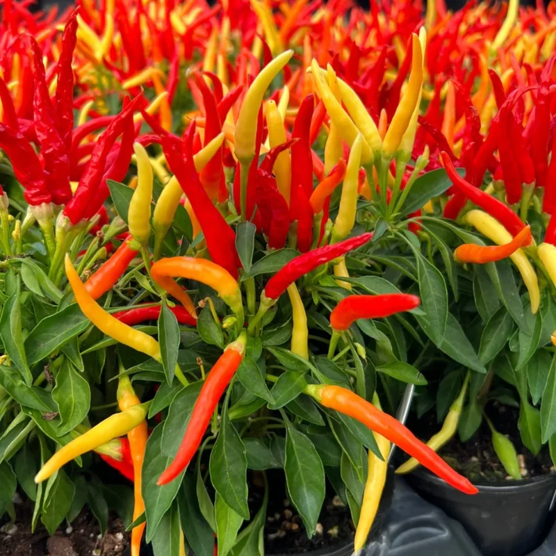 Ornamental Pepper Plant for Planting - Potted- Colorful Pepper Plant - for Indoor Outdoor Growing - Zone: 9 - 11