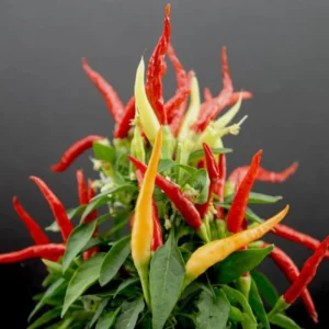 Multicolor Pepper Plant - 4 Inch Pot -Decorative Pepper Plant- Vibrant and Colorful Vegetable Plant