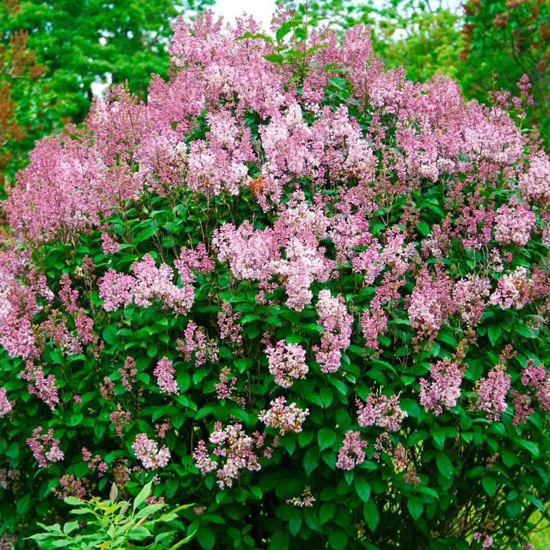 Lilac Tree Live Plant - 6 to 12 Inch Tall, Well Rooted, Easy to Plant, Perennial Flower