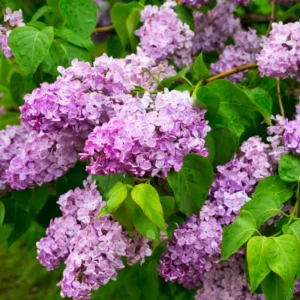 Lilac Tree Live Plant - 6 to 12 Inch Tall, Well Rooted, Easy to Plant, Perennial Flower