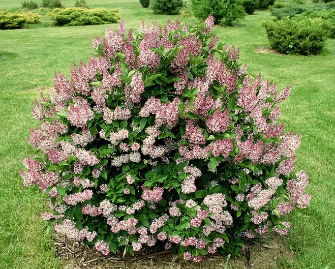 Lilac Tree Live Plant, Well Rooted, 6 to 12 Inch Tall, 4 Inch Pot, Perennial Flowers for Outdoor Garden or Hedge