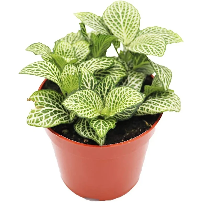 2 Fittonia Albivenis Live Plant - Nerve Starter Plant - Ornamental Indoor Houseplant