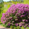 Lilac Live Plant - Old-Fashioned Lilac Variety with Fragrant Flowers - Hardy Outdoor Shrub for Spring Blooms