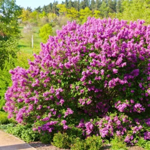 Lilac Live Plant - Old-Fashioned Lilac Variety with Fragrant Flowers - Hardy Outdoor Shrub for Spring Blooms