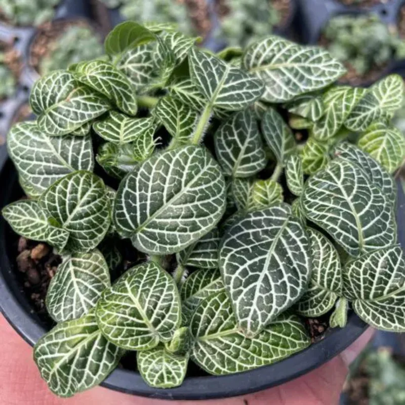 2 Fittonia Albivenis Plant, Nerve Plant Live, Houseplant Decor, Stunning Houseplant