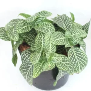 2 Fittonia Albivenis Plant, Nerve Plant Live - Colorful Houseplant Plants in Pot
