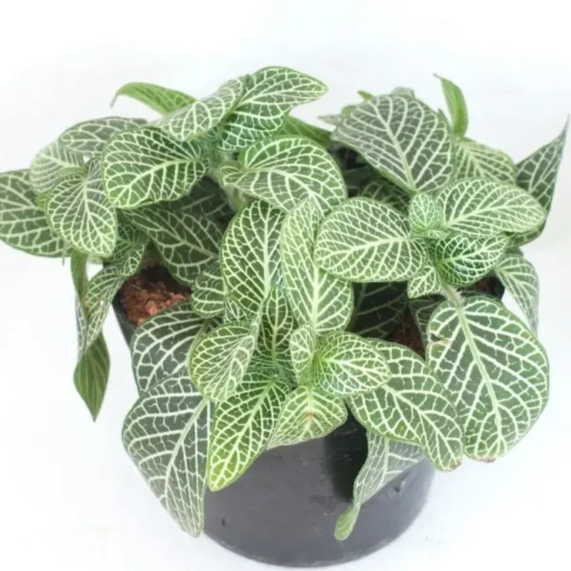 2 Fittonia Albivenis Plant, Nerve Plant Live - Colorful Houseplant Plants in Pot