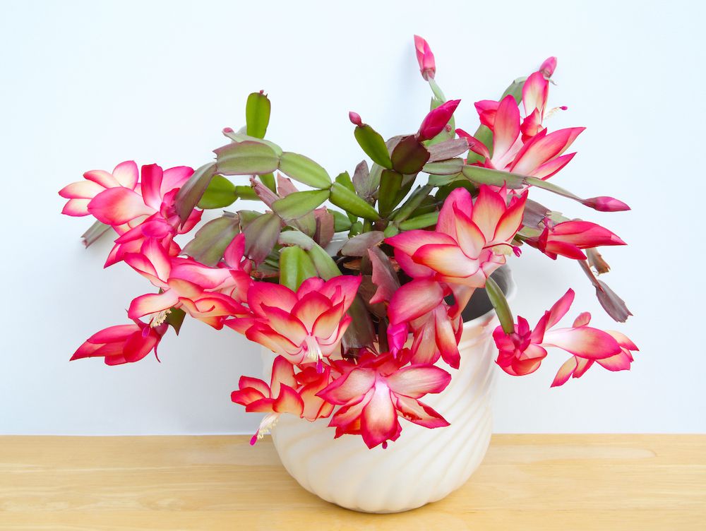 Christmas cactus in pot