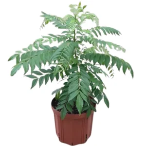 Murraya Koenigii Curry Leaf Plant Live – Sweet Neem Tree 5-9 Inch Tall in Compact 4-Inch Pot for Planting
