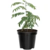 Curry Leaf Plant Live, 5-9 Inch Tall Murraya Koenigii Curry Leaves Tree In 4-Inch Pot, Sweet Neem Tree