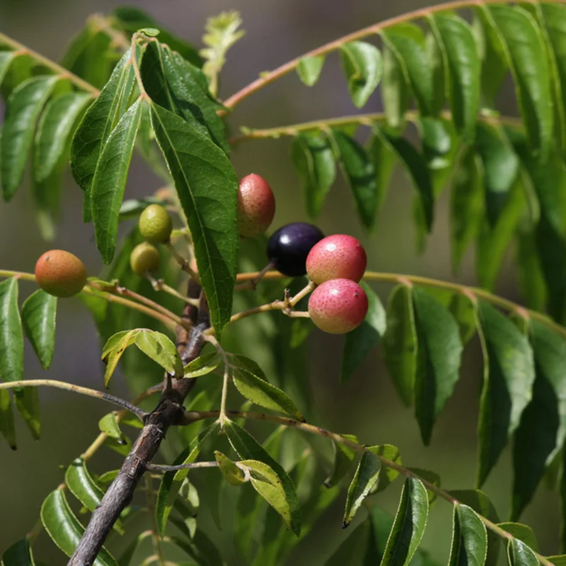 Curry Leaf Plant Live, 5-9 Inch Tall Murraya Koenigii Curry Leaves Tree In 4-Inch Pot, Sweet Neem Tree