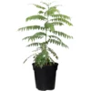 Curry Leaf Plant Live, 8-12 Inch Tall Murraya Koenigii Curry Leaves Tree in 4-Inch Pot, Ideal for Fresh Curry Leaves and Gardening