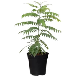 Curry Leaf Plant Live, 8-12 Inch Tall Murraya Koenigii Curry Leaves Tree in 4-Inch Pot, Ideal for Fresh Curry Leaves and Gardening