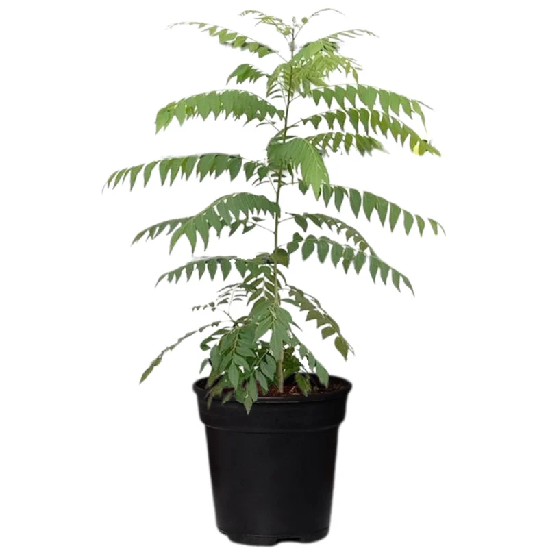 Curry Leaf Plant Live, 8-12 Inch Tall Murraya Koenigii Curry Leaves Tree in 4-Inch Pot, Ideal for Fresh Curry Leaves and Gardening