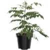 Curry Leaf Plant Live, 8-12 Inch Tall Murraya Koenigii Curry Leaves Tree in 4-Inch Pot, Ideal for Fresh Curry Leaves and Gardening