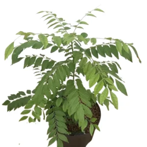 Curry Leaf Plant Live, 8-12 Inch Tall Murraya Koenigii Curry Leaves Tree in 4-Inch Pot, Ideal for Fresh Curry Leaves and Gardening