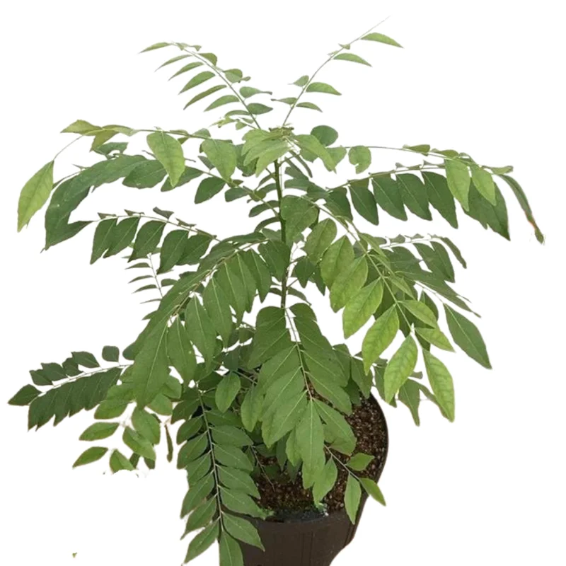 Curry Leaf Plant Live, 8-12 Inch Tall Murraya Koenigii Curry Leaves Tree in 4-Inch Pot, Ideal for Fresh Curry Leaves and Gardening