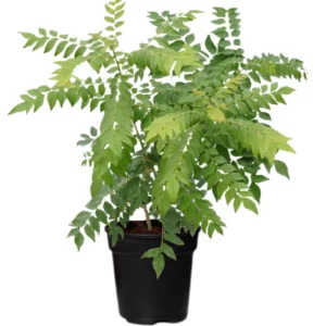 Murraya Koenigii Curry Leaf Plant Live - 14-16 Inch Tall, Half Gallon Pot - Sweet Neem Tree - Ideal for Fresh Herb Planting