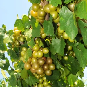 Muscadine Grape Vine Live Plant – 8-12 Inch Tall Grape Plant for Fresh Muscadine Grape Fruit Growing