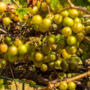 Muscadine Grape Vine Live Plant – 8-12 Inch Tall Grape Plant for Fresh Muscadine Grape Fruit Growing