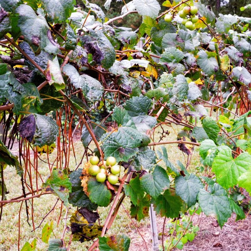 Muscadine Grape Vine, Grape Plant Live, 8-12 Inch Tall, Muscadine Grape Fruit Tree